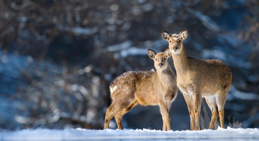 Hősies életmentés a jégen – öleléssel hozta ki a tűzoltó a szarvast