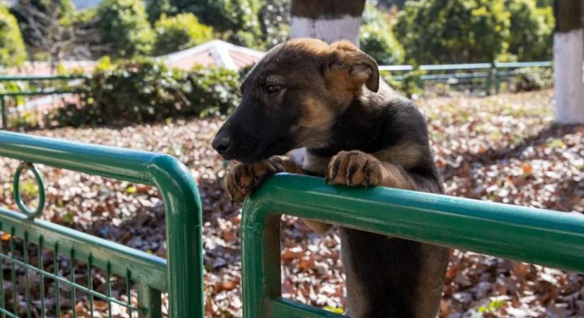 Tűzijáték a ketrecben: vonyítva égett halálra a ketrecbe zárt kutya