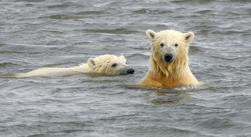 Farsangi fürdés a Balatoni Jegesmedvékkel