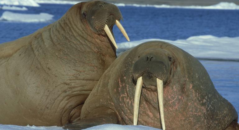 Vörös Erik megrohamozta a lakatlan Grönlandot, aztán l is tűnt