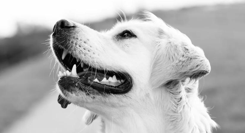 Többször megszúrta férjét, miután kiderült, mit tett a kutyáikkal