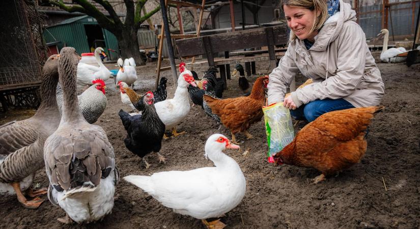 Az uhutól a tojás kora óta nevelt hattyúig – Madármentők Dunaharasztin