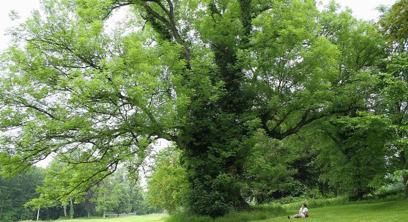 Megjelent egy veszélyes ázsiai gombafaj, ami nem kegyelmez a fáknak