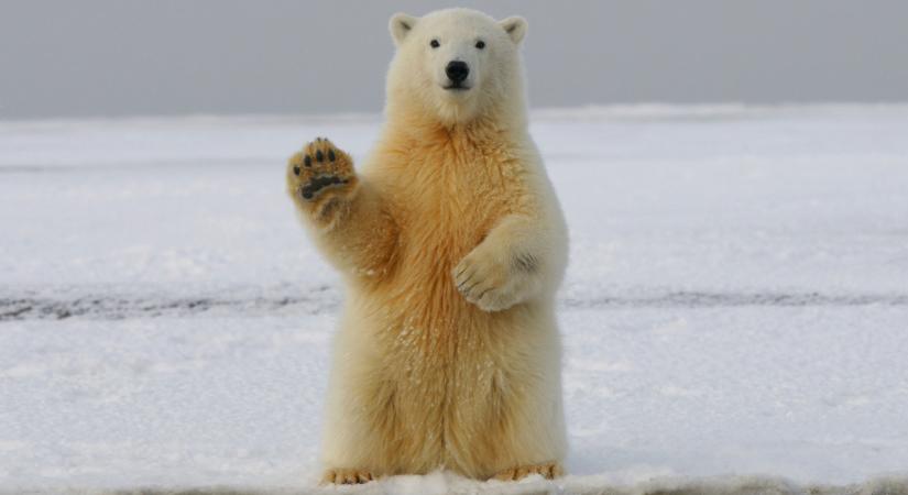 Kövérebbek lettek és köszönik, jól vannak a norvég jegesmedvék