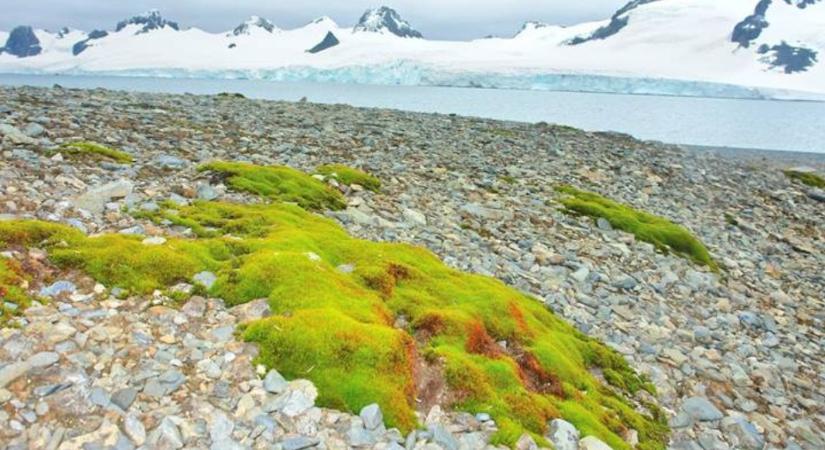 Invazív növények áraszthatják el az Északi-sarkvidéket – a megelőzés kulcsfontosságú