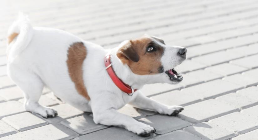 Kemény bírságot kaphatsz, ha állandóan ugat a kutyád