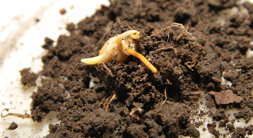 Rejtett veszély a napraforgóban és a kukoricában: a drótféregkártétel