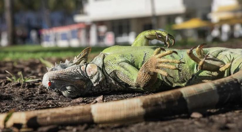 Extrém hideg Floridában: lehulló leguánokból lett vacsora
