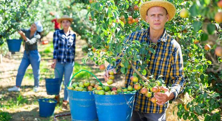 Idénymunka 2026: 210 napra nő az egyszerűsített munka
