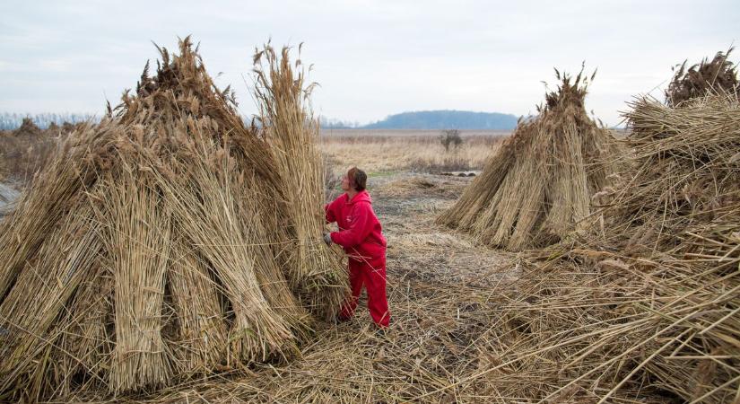 Örüljünk a nádnak! Az idei tél segített az aratásban