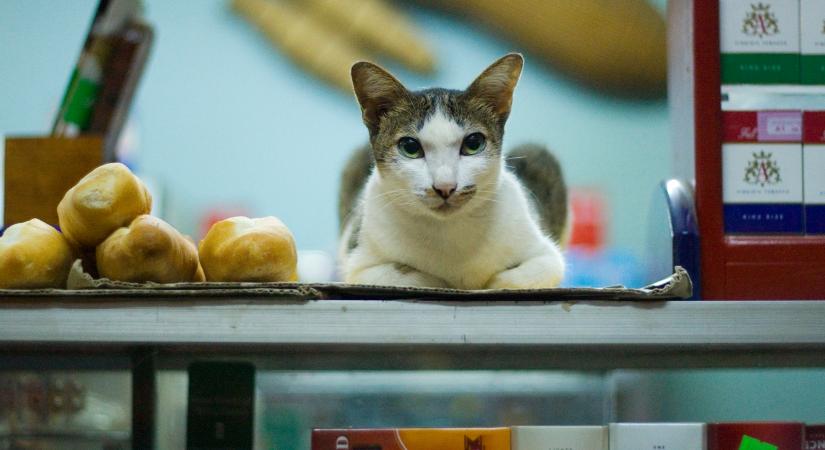 Legalizálhatják a legendás bodegamacskákat New Yorkban?