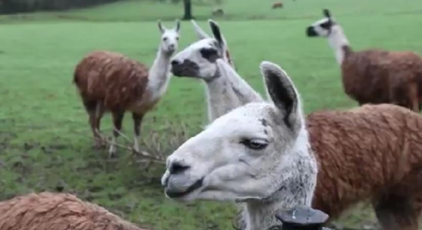 Hős lámák fogták el a farmra besurranó tolvajt