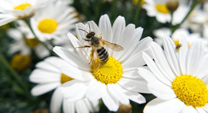 Egyre drámaibb a helyzet a rovarvilágban, ami az emberek egészségére is kihathat