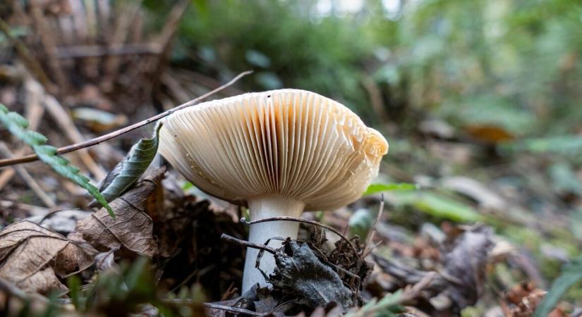 Halálos gombamérgezés történt – 4 személy nem élte túl