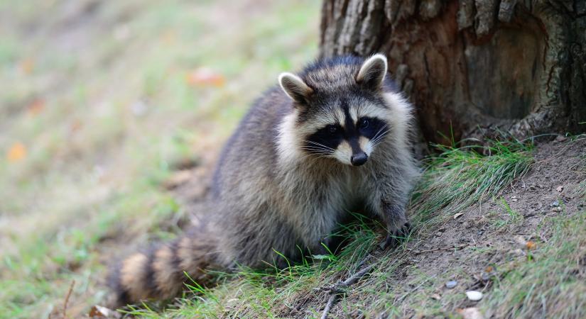 A hazai mosómedve-populáció óvatosságra int