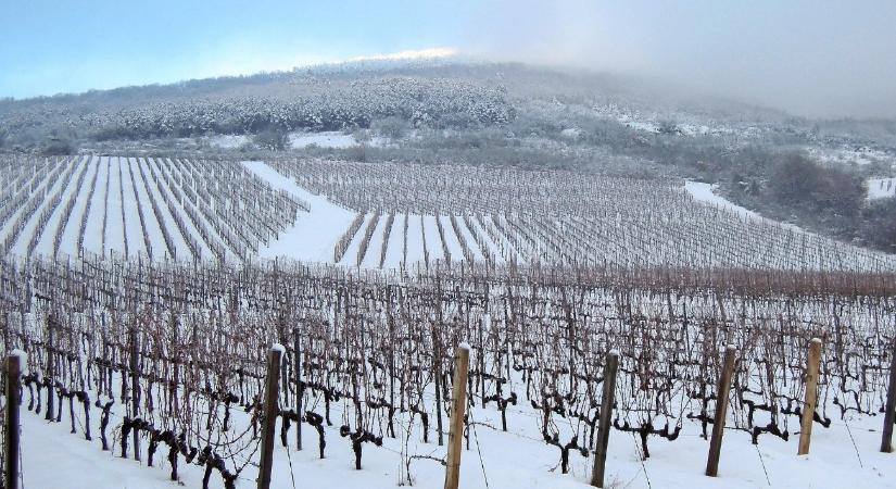 Könnyedén áttelel a szőlőkabóca – Nem áll le a szőlőpusztulás, egy borvidék a legrosszabbra készül