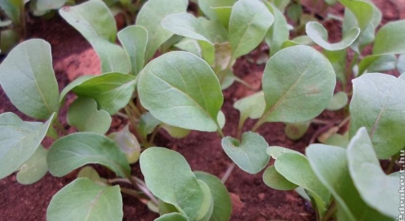 Spórolj időt és energiát! Ezeket a zöldségeket inkább vesd el!