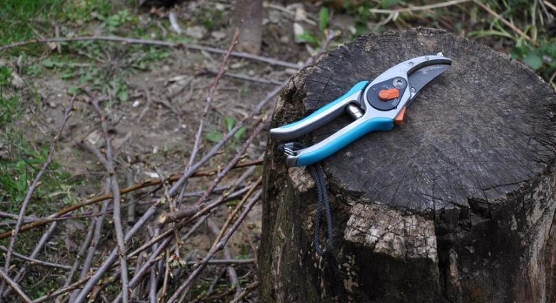 Milyen gyümölcsfákat tilos február elején metszeni?