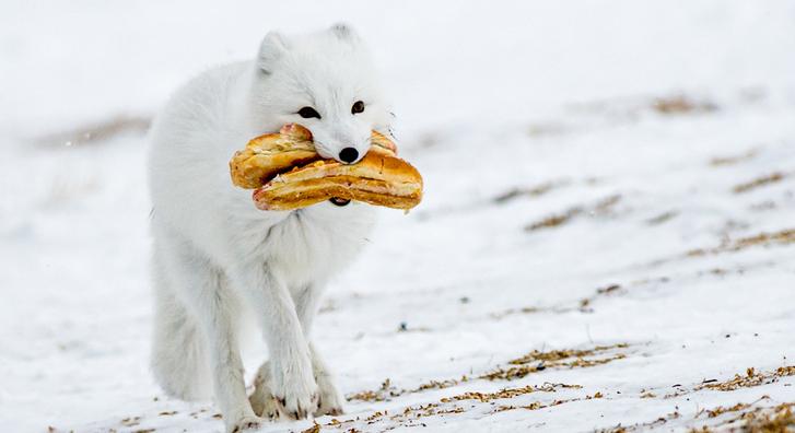 Képeken egy sarki róka vicces csínytevése a tundrán