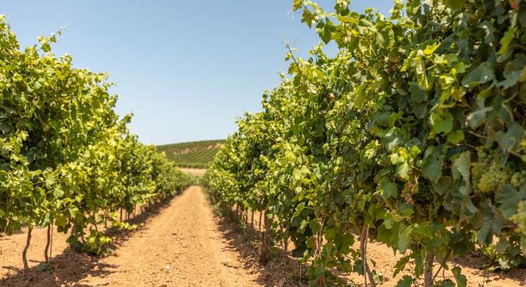 Ellenőrzött szaporítóanyag: láthatatlan pajzs az FD ellen