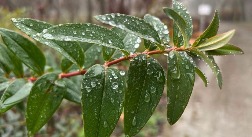 Messze még a tavasz: hullámzó februári idő jön Pécsre