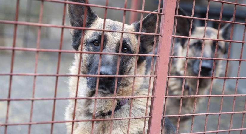 Szívmelengető dolog történt egy gyepmesteri telepen – videóval
