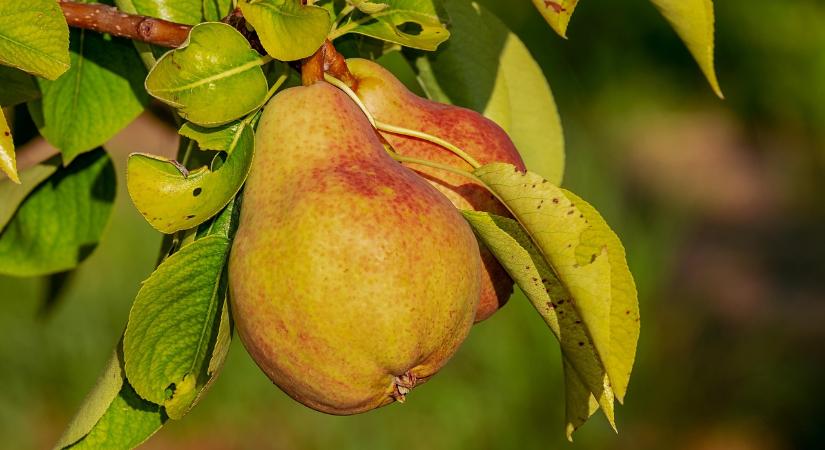 A hazai és az import körte is drágult