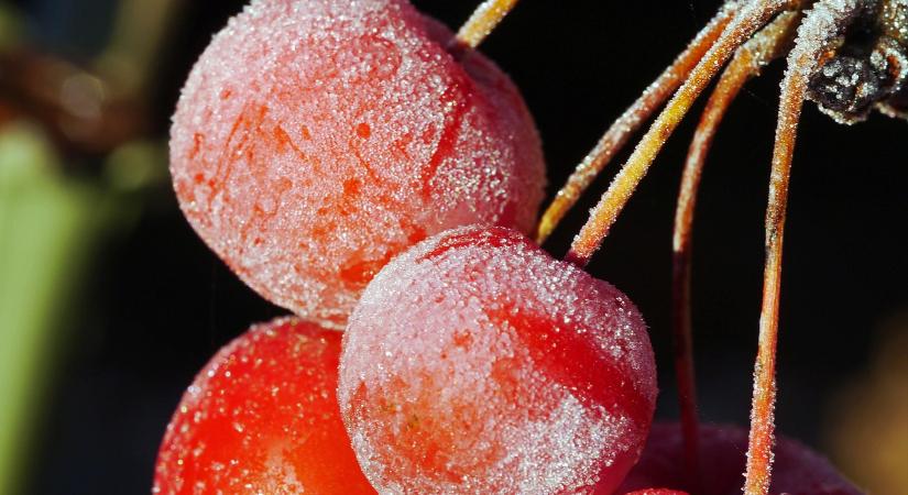 Komoly segítséget kapnak a fagykárosultak