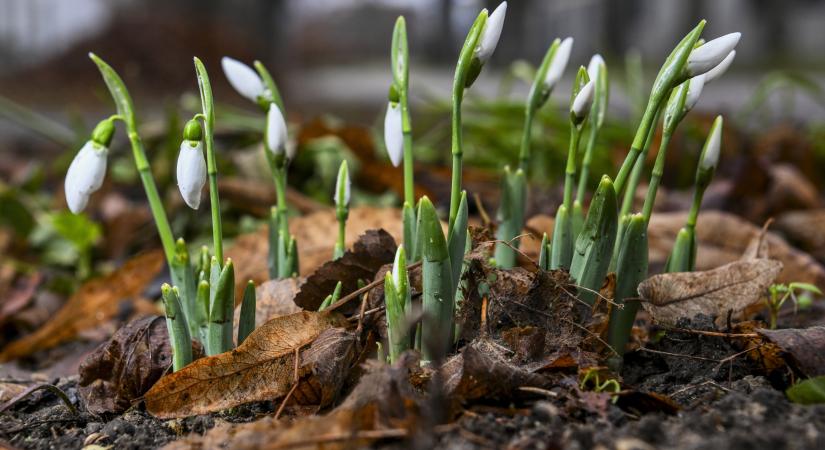 Folytatódik a szokatlan februári időjárás