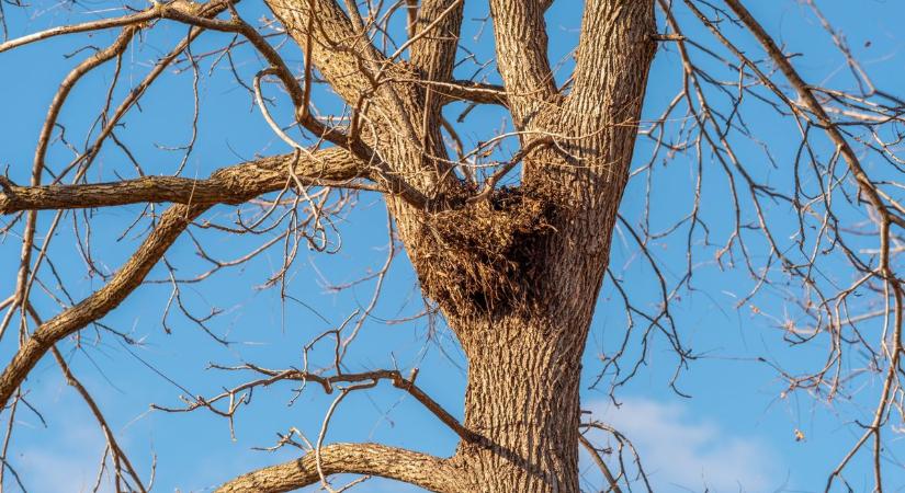 Télen sem maradt üres a palotai fészek: meglepő vendég foglalta el