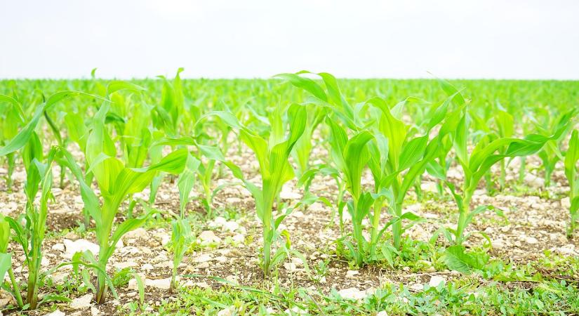 Csökkent a kukorica vetésterülete