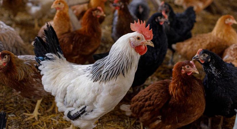 Szigorú szabályok léptek érvénybe ezeken a jászkunsági településeken