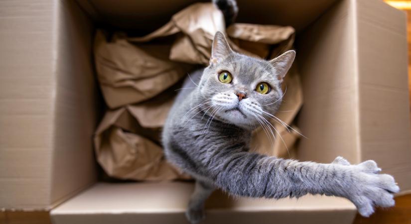 Dobozok és magaslatok – ezért szeretik őket a macskák