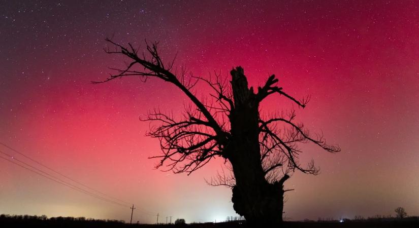 Az öreg tölgy és a sarki fény