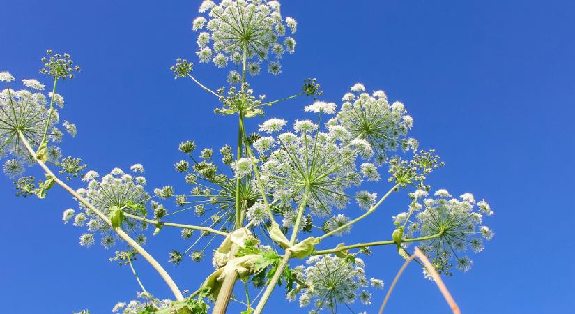 Hamarosan előbújik a növény, ami vakságot is okozhat – Tilos hozzáérni és el kell kerülni