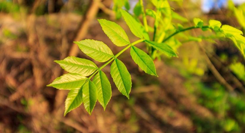 Veszélyes ázsiai gomba pusztítja a kőrisfákat Magyarországon