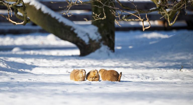 Ez az ürge képes hibernálni a saját agyát