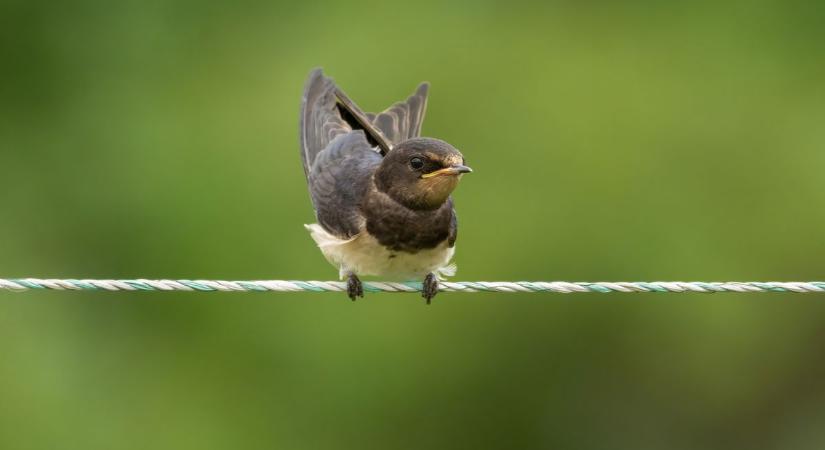 A tavasz kiemelt fecskevédelmi időszak, a lakosságnak és az önkormányzatoknak is óriási szerepük van