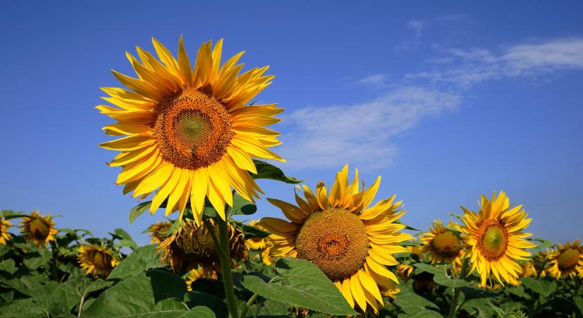 Két új pályázat indul: Jelentős forrásokat kapnak a fiatal gazdák és a feldolgozók