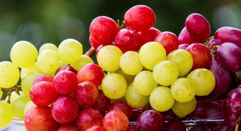 Katasztrófa jön a hazai bortermelésben: Zalában 200 ezer tőkét kell kivágni