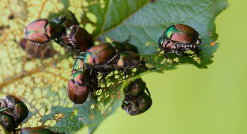 Invazív bogár fenyegeti a kerteket: gyümölcsfákat és dísznövényeket is támad
