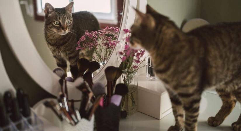 Ezek okozhatnak egy macska esetében mérgezést: több meglepő, hétköznapi dolog is a listán