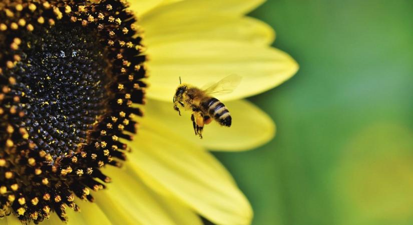 Vészjósló csend: eltűnnek a rovarok, veszélyben az ember