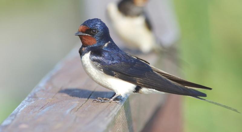 Közeleg a tavasz, készüljünk a fecskék fogadására!