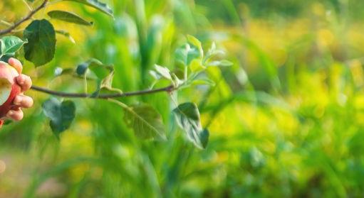 Az almavita után: mit mutatnak a szermaradék-adatok?