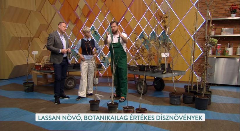 Tudatos kertépítés: mikor válassz gyorsan, és mikor lassan növő fákat?