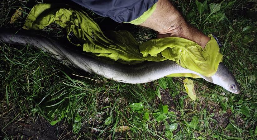 Szokatlan halat pecázott ki egy horgász a Sajóból