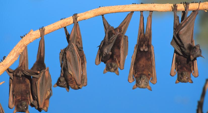 Aggódnak a virológusok egy új törzs miatt