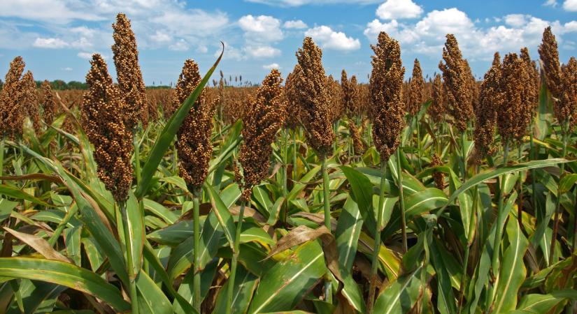Ez a növény lehet a nagy befutó Magyarországon? Jól járhat, aki termeli