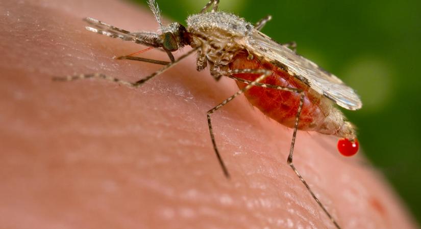 Új szúnyogfaj miatt robbanhat be a malária Kelet-Afrikában